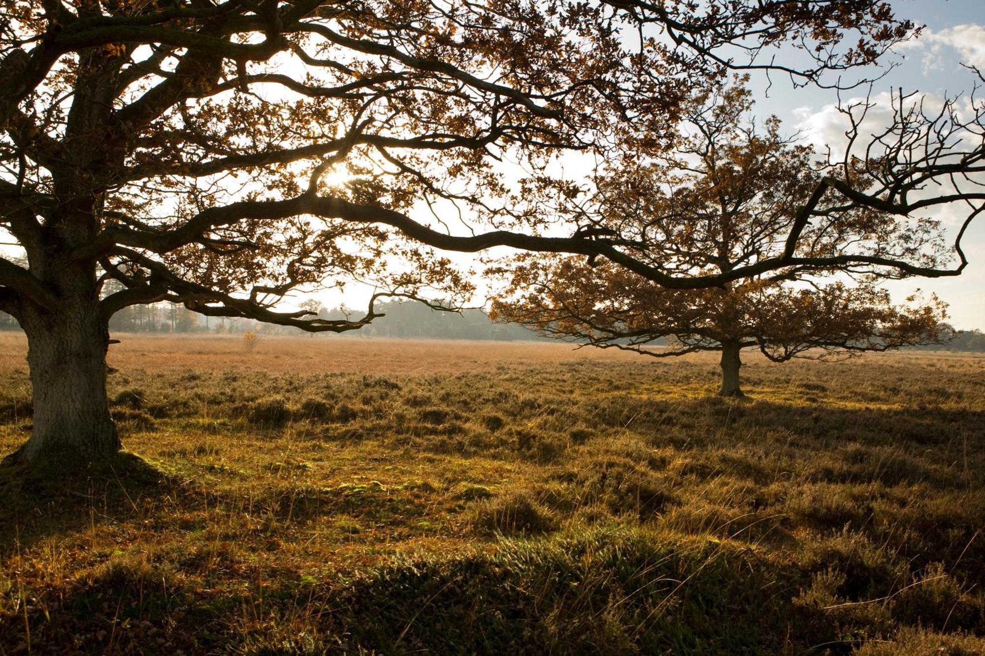 Hotel Gasterij De Koekoekshof Elp Exteriér fotografie